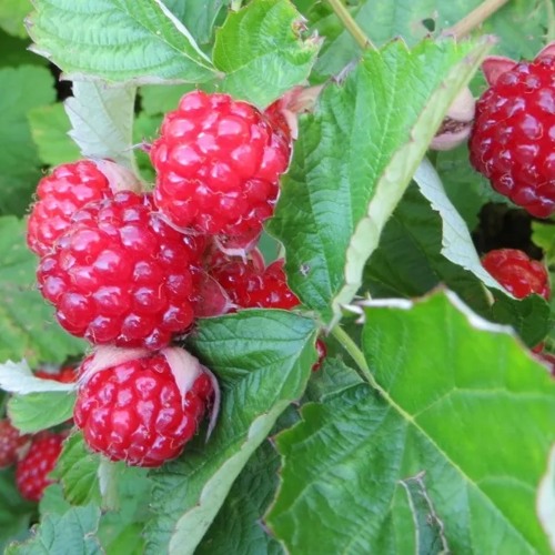 Ежемалина РЕД ДАЙМОНД в Петрозаводске