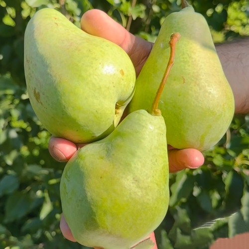 саженцы груши Санта Клаус