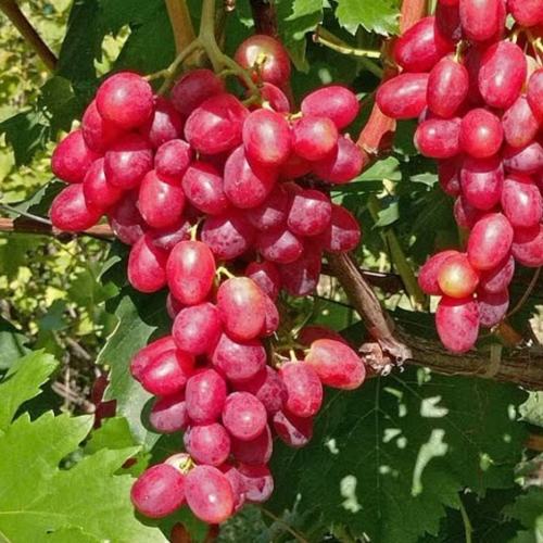 виноград басанти