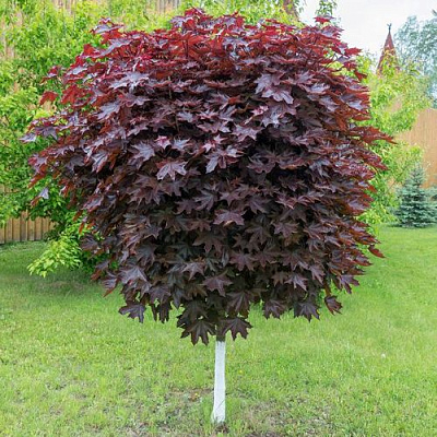 Клен красный в Петрозаводске