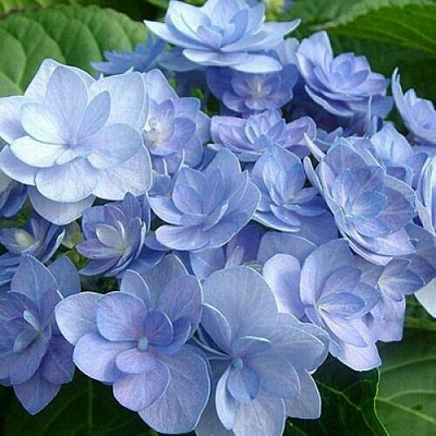 Голубая в Петрозаводске