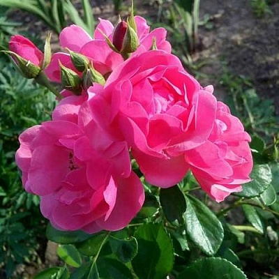 Роза АНГЕЛА флорибунда в Петрозаводске
