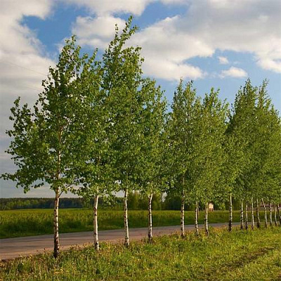 Береза обыкновенная в Петрозаводске