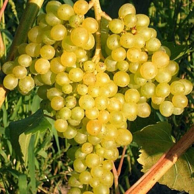 Желтый в Петрозаводске