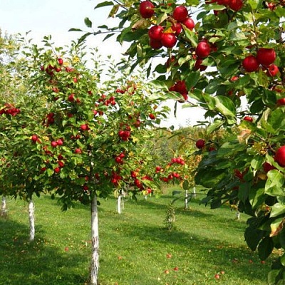 Плодовые деревья в Петрозаводске