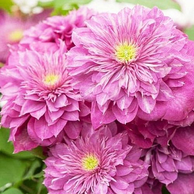 Клематис КАЙЗЕР в Петрозаводске