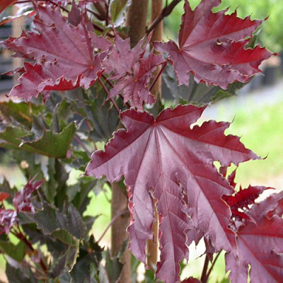 Клен КРИМСОН СЕНТРИ остролистный в Петрозаводске