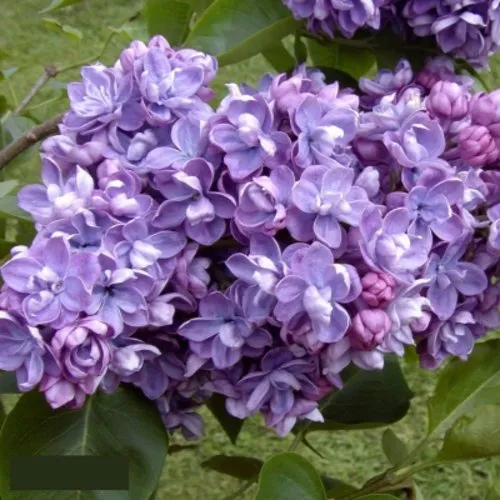 Сирень АМИ ШОТТ в Петрозаводске