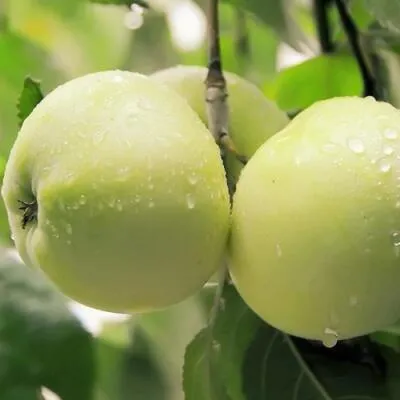 Саженцы яблони оптом в Петрозаводске